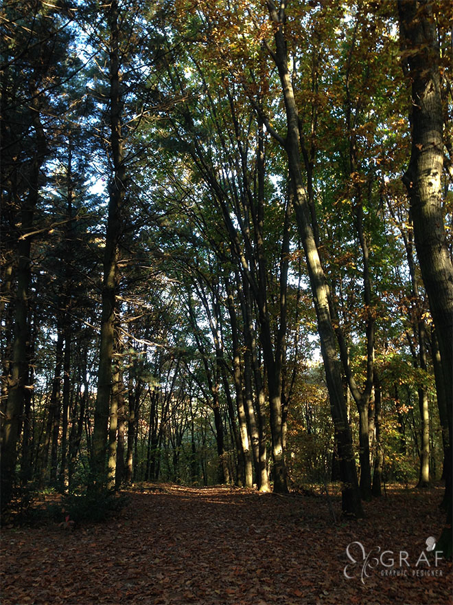 Bosco-del-chignolo-leggenda-bard-meridiana-12
