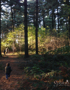Bosco-del-chignolo-leggenda-bard-meridiana-8